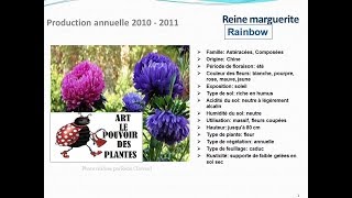 Reine marguerite Rainbow plante annuelle [upl. by Aileno519]