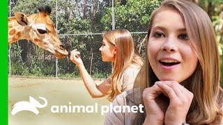 Bindi Meets Australia Zoos Newest Baby Giraffe  Crikey Its The Irwins [upl. by Nnair]