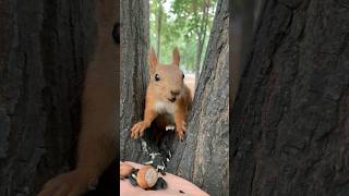 quotУбаюкиваюquot белочку 🐿 Charmingly disarming the squirrel [upl. by Ecinahc606]