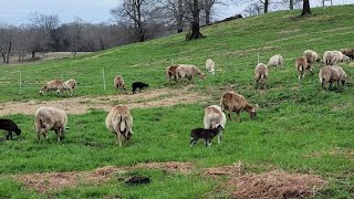 Bulletproof Sheep Flock In East Texas  No Grain No Dewormer No BS [upl. by Ycnahc497]