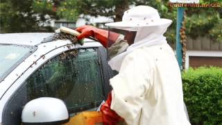 Multiple Tierrettung  Bienenschwarm lässt sich auf einem Pkw nieder [upl. by Ellehsad]