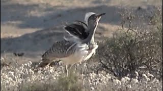 Displaying Houbara Bustard Birds of Lanzarote [upl. by Ecissej878]