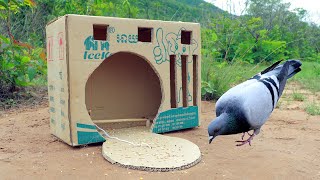 Creative pigeon trap made of cardboard box [upl. by Kast351]