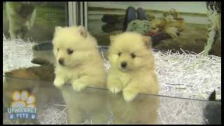 Pure breed Pomeranian Toy puppies [upl. by Armond405]