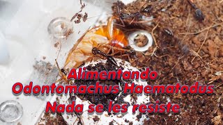 Un ejercito implacable Odontomachus Haematodus [upl. by Lette]