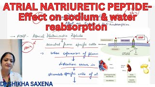 Atrial Natriuretic Peptide effect on sodium amp water reabsorption [upl. by Akinhoj]