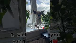 I’m so glad you’re my friend shortvideo dogs trending [upl. by Orford]