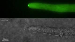 Spitzenkörper in filamentous fungus Neurospora crassa [upl. by Tnomad]