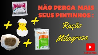 Não perca nunca mais seus pintinhos recémnascidos com está ração Vermicina  Trissulfin  Proverme [upl. by Allebram]