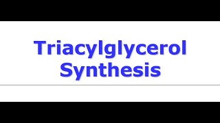 Triacylglycerol Synthesis [upl. by Atnaloj]