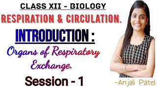 Class XII Biology  Respiration and Circulation  Organs of respiratory exchange [upl. by Hendon]