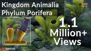 Learn Biology Kingdom Animalia Phylum Porifera iKen  iKen Edu  iKen App [upl. by Erolyat]