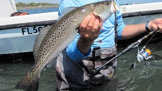 Sea Trout Fishing  Monster Speckled Trout on DOA Lures Shrimp [upl. by Naraj]