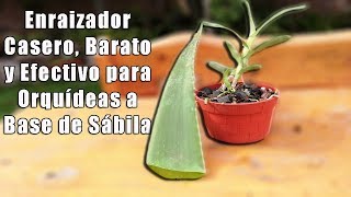 Enraizador Casero y Barato a Base de SÁBILA para Orquídeas  Orquiplanet [upl. by Ibbor167]