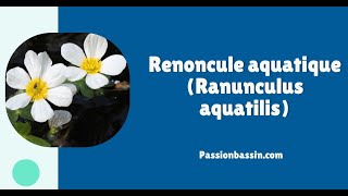 Renoncule aquatique Ranunculus aquatilis [upl. by Clower990]