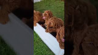 These Are the Days Shorts Puppy Goldendoodles F1bgoldendoodle [upl. by Nahc]