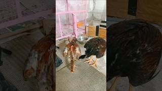 Jala yakut chicks male female shorts ihkpetsvlog aseelchick [upl. by Margo382]