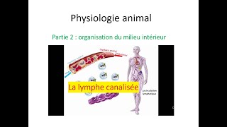 physiologie animale s4  04 organisation du milieu intérieur  La lymphe canalisée [upl. by Prochora]