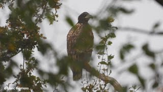 Juveniele zeearend Viersels Gebroekt 7 nov 2024 [upl. by Ahtreb343]