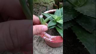 Alovera plants propagation garden viralshort subs [upl. by Larrej]