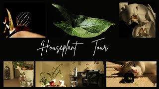 15 Apartment Houseplant Tour  Caring for 45 Houseplants  Beginner Tips  Relaxing amp Silent Vlog [upl. by Eisler]