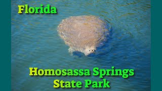 Homosassa Springs Wildlife State Park [upl. by Hairahs]