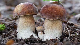 Spettacolare crescita di 3 porcini  Timelapse [upl. by Aynwad]