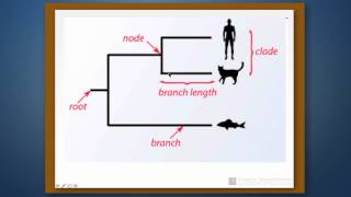 Phylogenetic Reconstruction Part 1 Introduction [upl. by Hutchinson]