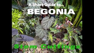 Begonia Stem Cuttings [upl. by Gwenn]