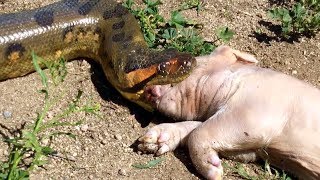 Anaconda Grabs and Swallows Pig in Outside Enclosure [upl. by Ardnuek]