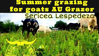 AU Grazer Sericea Lespedeza Goat Forage [upl. by Acinoda]