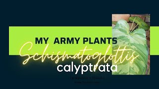 MY ARMY PLANTS  SCHISMATOGLOTTIS CALYPTRATA [upl. by Spear249]