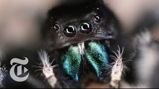 Inside a Jumping Spider’s Brain  ScienceTake  The New York Times [upl. by Nelhsa]