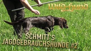 Vorstehen von AZ  Schmitts Jagdgebrauchshunde  Folge 2 [upl. by Bebe]