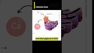 Results of Calcium ion Ca2 Signaling in cells [upl. by Ephrem927]