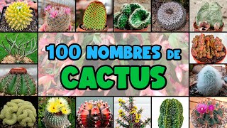 100 tipos de CACTUS y su NOMBRE CIENTÍFICO [upl. by Anayd]