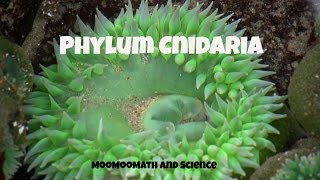 Phylum CnidariaCharacteristics and Examples [upl. by Valdemar]