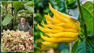 CÉDRAT MAIN DE BOUDDHA LE PLUS ÉTRANGE DES AGRUMES AU PARFUM PUISSANT Le Quotidien du Jardin N°437 [upl. by Jeggar]