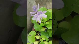 II Water hyacinth Eichhornia crassipes FLOWERING [upl. by Saqaw]