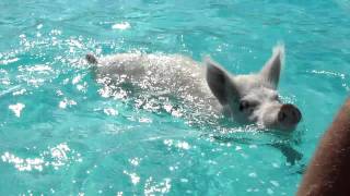 Swimming Pigs near Staniel Cay Bahamas [upl. by Norbie438]