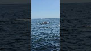 Cape Cod Whale Watching [upl. by Hazlip]