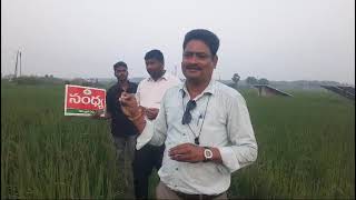 harlal seeds paddy sandhya surna segament famer feed back very excellent 👍 [upl. by Akin]