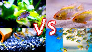 Ram Cichlids vs Apistogramma CIchlids Which is Best [upl. by Durwood]