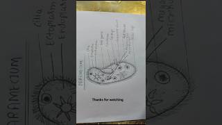 Easy structure of paramecium paramecium simplediagrams diagram labelled structureofparamecium [upl. by Perl]