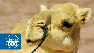 Camellos y Dromedarios  Nómadas del Sahara [upl. by Ayekram323]