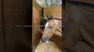 stanny manz 💞 fypシ゚viral equestrain horse youtubeshorts [upl. by Valer632]