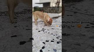 Pungi song movie music bollywood dance shortvideo doglover ruby [upl. by Kurth]