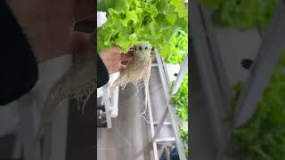 Hydroponic Lettuce on Pipes garden hydroponics hydroponicvegetables gardeninghydroponiclettuce [upl. by Asilef482]