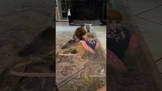 Puppy Playtime puppy puppytraining dogtraining pointerpuppy yorkiepuppy [upl. by Koeninger]