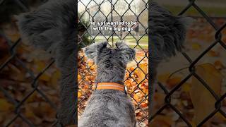 Mini Schnauzer wishes he could be a BIG dog minischnauzer [upl. by Omura]